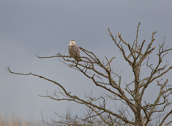 Snowy Owl