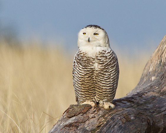 Snowy Owl