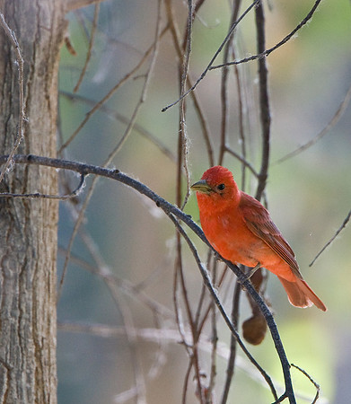 Summer Tanager