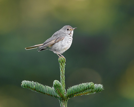 Swainson's Thrush