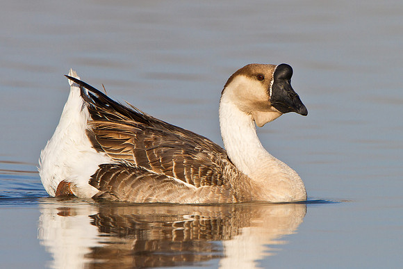 Swan (Chineese) Goose