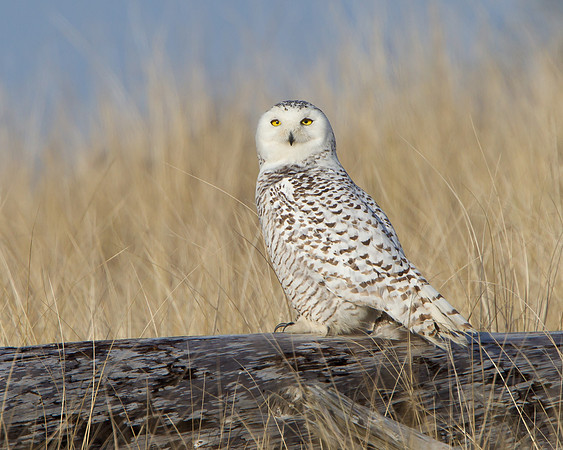 Snowy Owl
