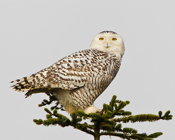 Snowy Owl