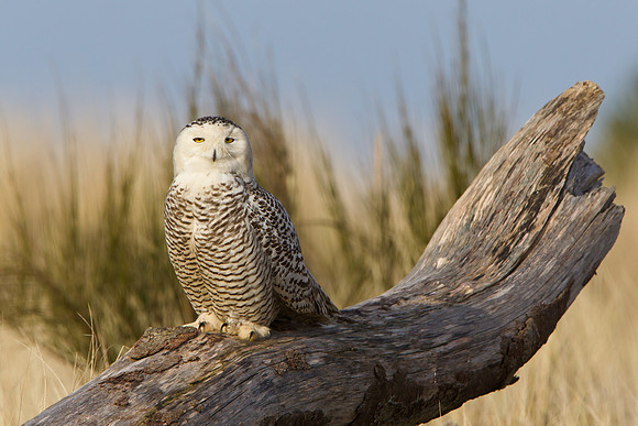 Snowy Owl