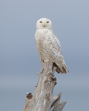 Snowy Owl