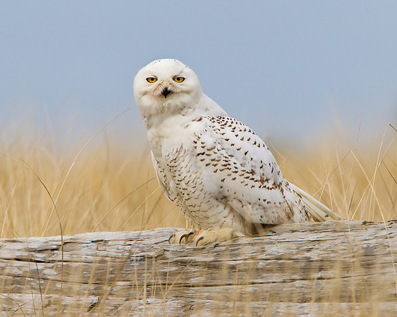 Snowy Owl