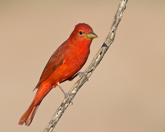 Summer Tanager