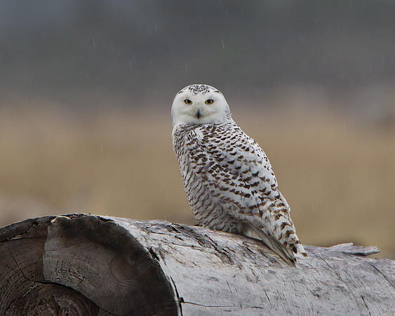 Snowy Owl, caught in the rain