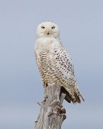 Snowy Owl