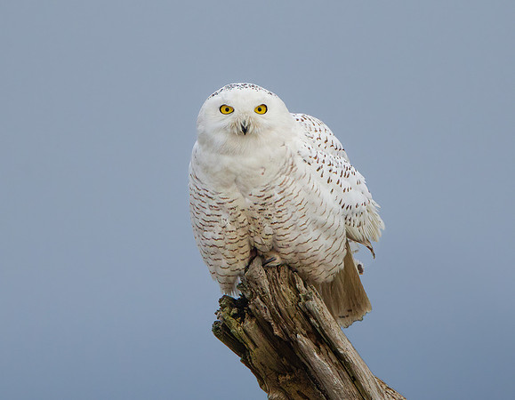 Snowy Owl