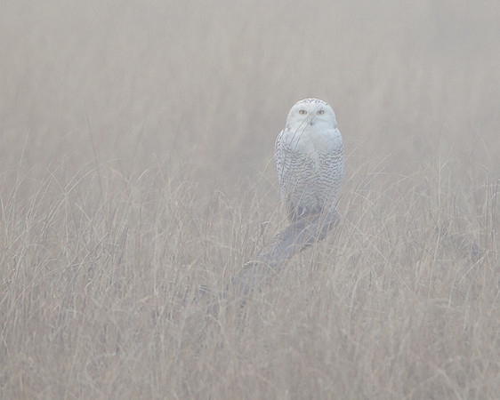 Snowy Owl, on foggy morning