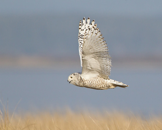Snowy Owl