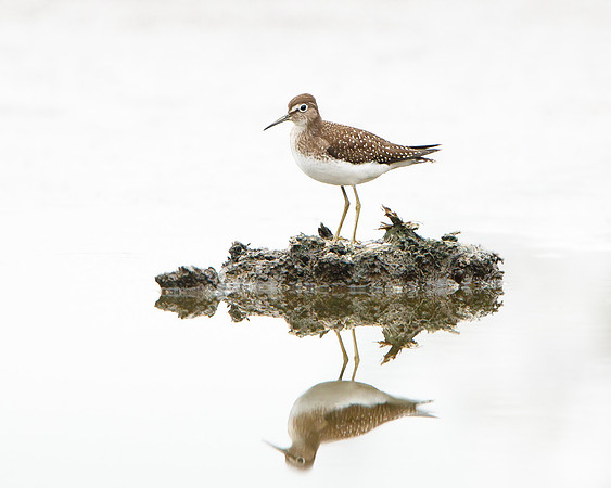 Solitary Sandpiper