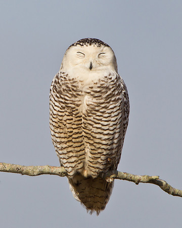 Snowy Owl