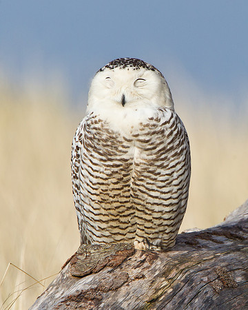 Snowy Owl