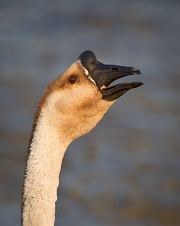 Swan Goose - domestic type (Chinese Goose)