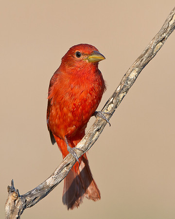 Summer Tanager