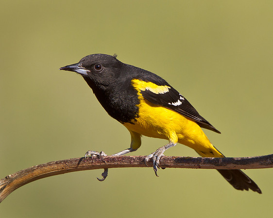 Scott's Oriole