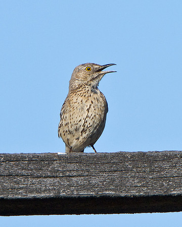 Sage Thrasher