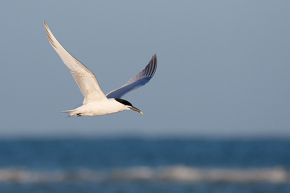 Sandwich Tern