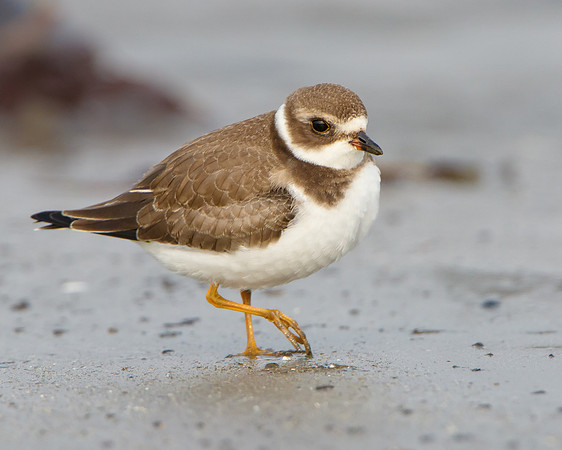 Semi-palmated Plover