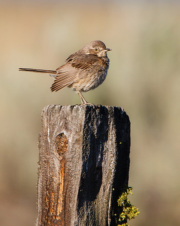 Sage Thrasher