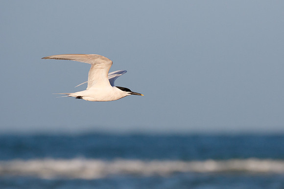 Sandwich Tern