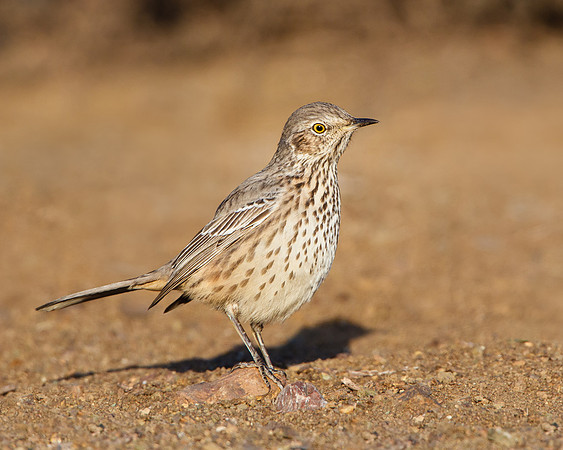 Sage Thrasher