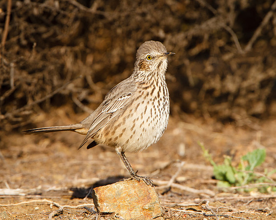 Sage Thrasher