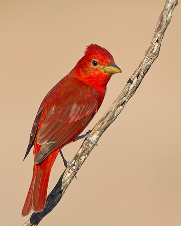 Summer Tanager