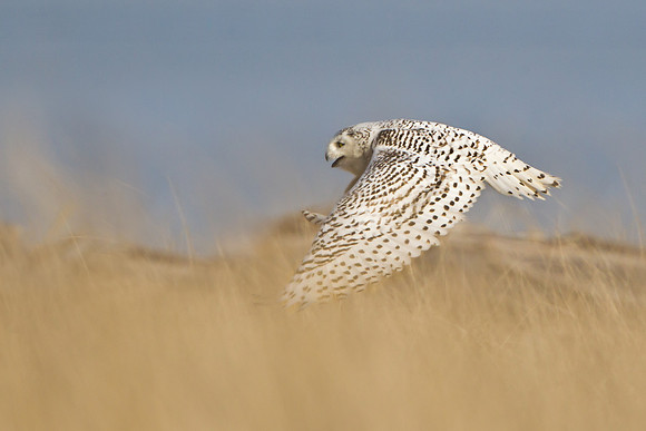 Snowy Owl