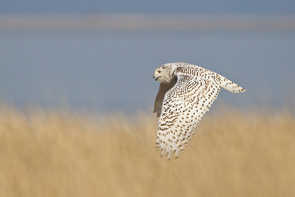 Snowy Owl
