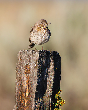 Sage Thrasher