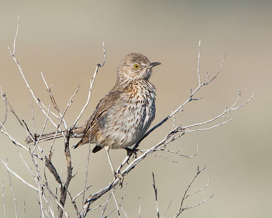 Sage Thrasher