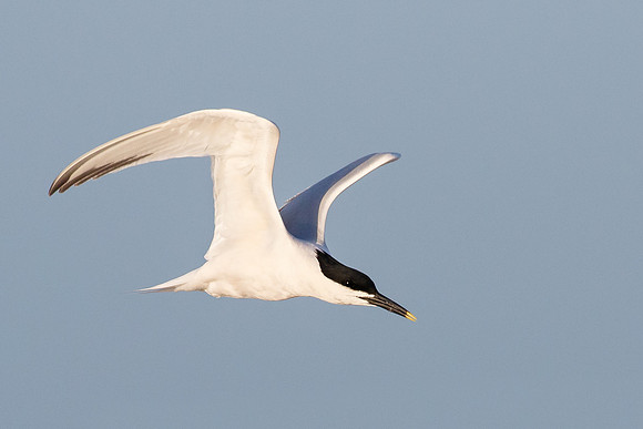 Sandwich Tern
