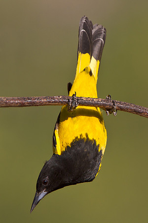 Scott's Oriole