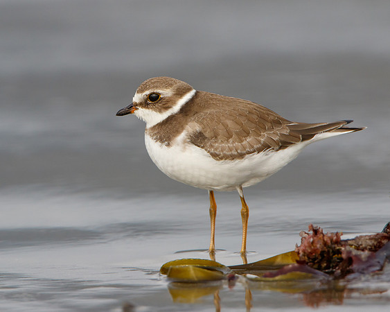 Semi-palmated Plover