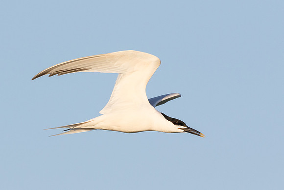 Sandwich Tern