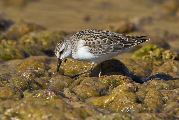 Semipalmated Sandpiper