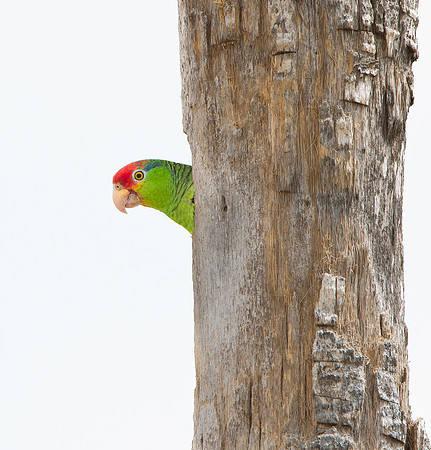 Red-crowned Parrot