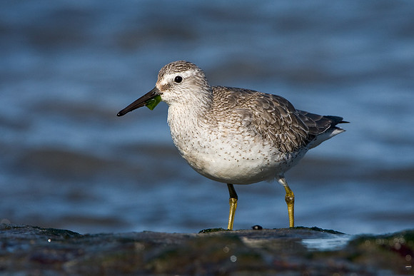 Red Knot