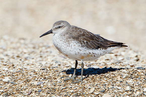 Red Knot
