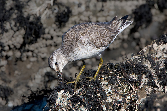 Red Knot