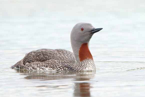Red-throated Loon