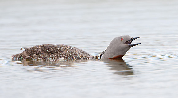 Red-throated Loon, calling
