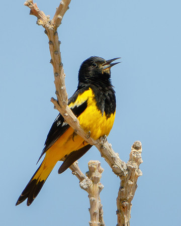 Scott's Oriole
