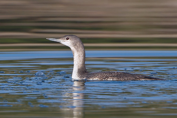 Red-throated Loon, juvenile