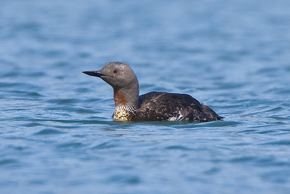 Red-throated Loon