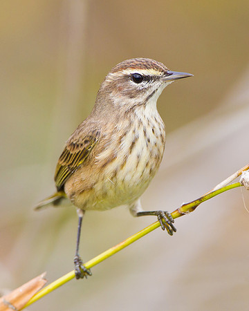 Palm Warbler
