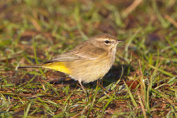 Palm Warbler